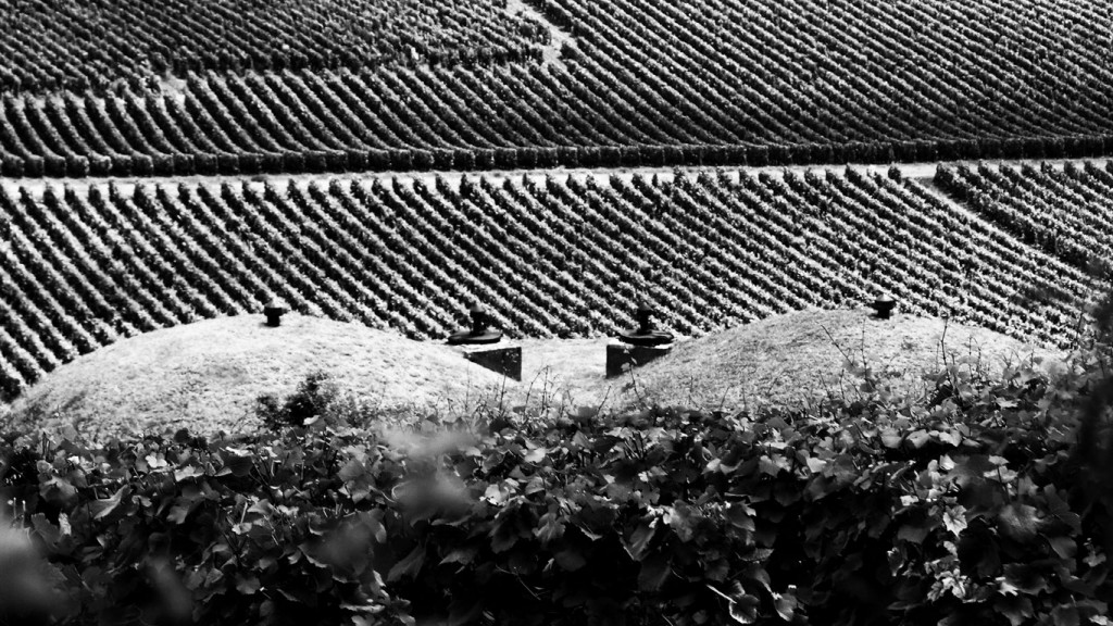 Vendanges à Gevrey-Chambertin