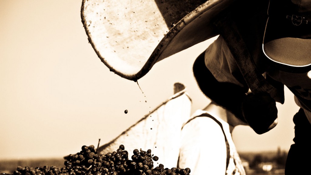 Vendanges à Gevrey-Chambertin