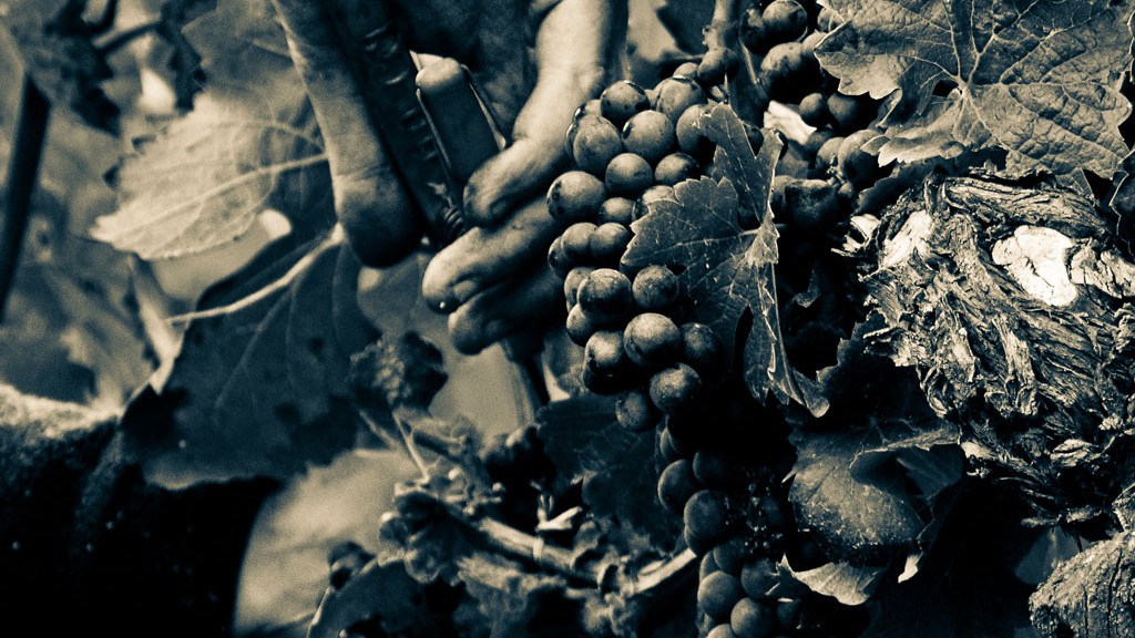 Vendanges à Gevrey-Chambertin