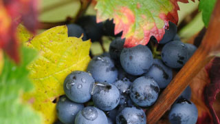 Burgundy wine tour Pinot noir