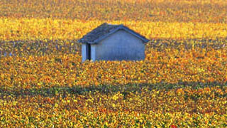 Burgundy wine tour Terroirs Climats