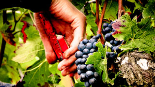 Burgundy wine tour Vineyard works
