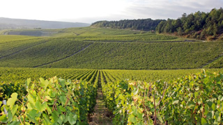 Burgundy wine tour Walk to discover climats