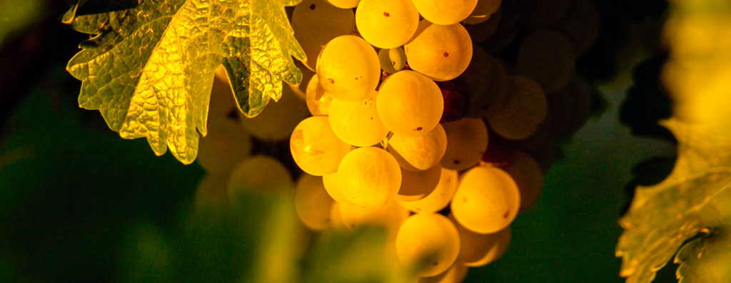 Burgundy wine tour Yellow sapphire two-day tour
