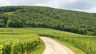 Ballade dans les vignes en Bourgogne