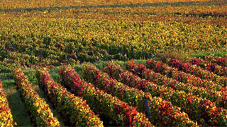 Visiter la Bourgogne