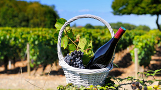 Voyage en Bourgogne Sentiers du vin