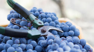 Burgundy wine tour Vine growing-