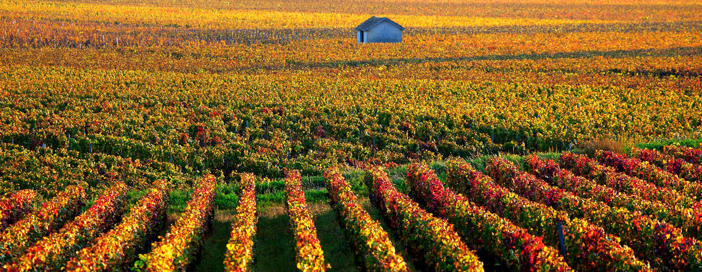 Burgundy wine tour Garnet day tour