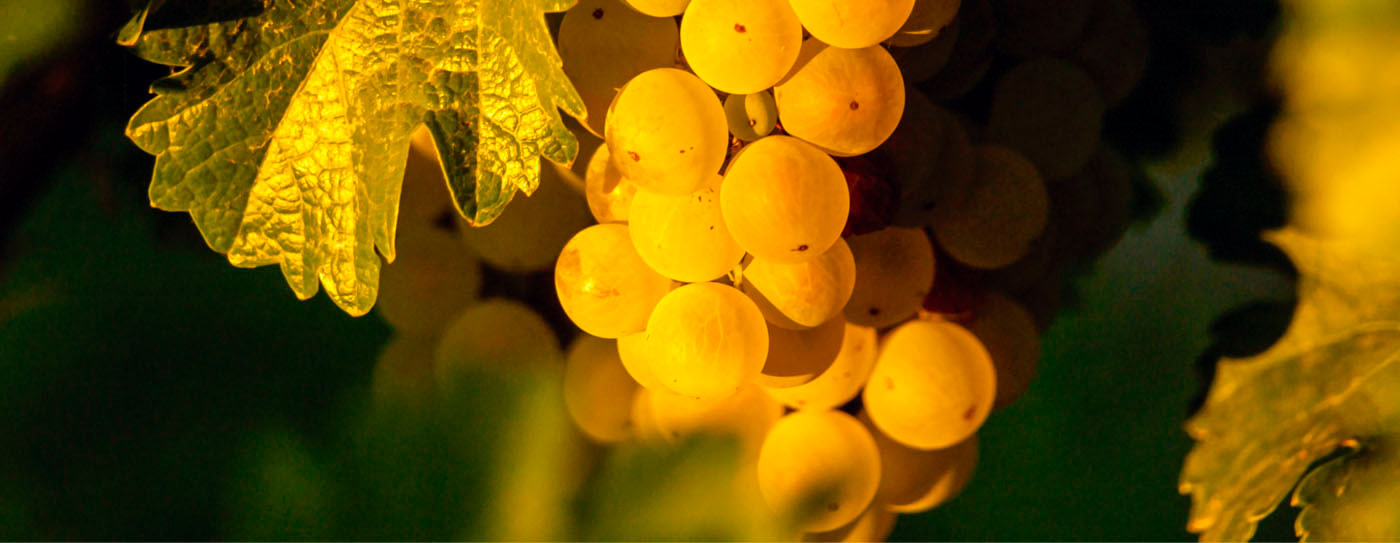 Burgundy wine tour Yellow Sapphire two-day tour